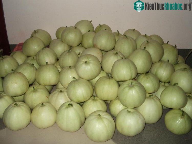 Khi mua dưa về, bạn cũng nên rửa dưa thật sạch, ngâm hoặc sục qua ozone.