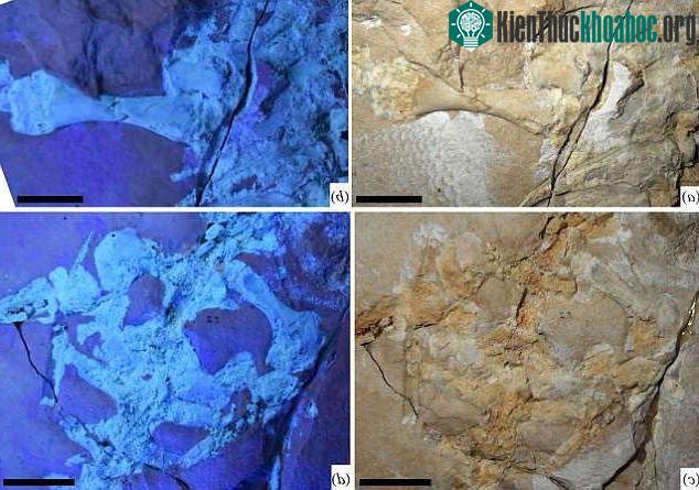 Những phần cơ và xương vẫn còn được nhìn thấy qua hàng chục triệu năm