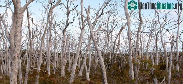 Bạch đàn manna gum - loại cây ưa thích của Koala đang dần bị trụi sạch vì chúng ăn quá nhiều.
