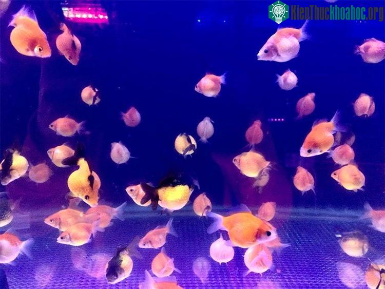 Cá ping pong phát triển rất chậm.