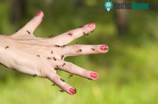 Cảm giác như cả người lúc nhúc côn trùng: căn bệnh lạ khiến nhiều người khổ sở ảnh 1