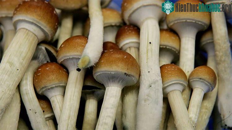 Psilocybin có trong nấm ảo giác là hợp chất tạo ra hiệu ứng độc đáo cho con người.
