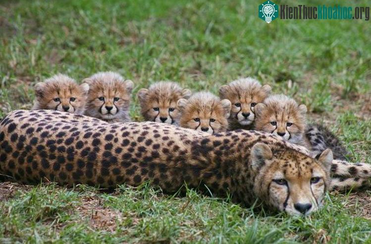 Báo đốm tại Kenya đang gặp rắc rối khi nuôi con.