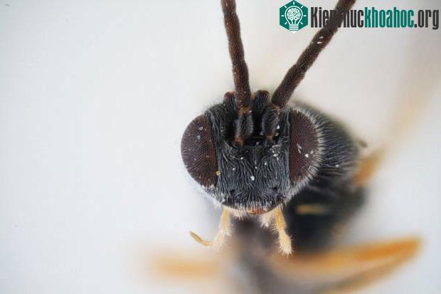 Dolichogenidea xenomorph là loài ông mới được tìm thấy ở Úc.