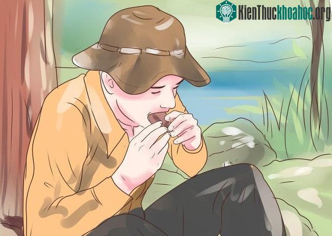 Tìm nguồn thức ăn an toàn