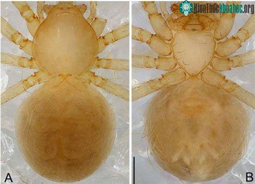 Loài nhện Pinelema huoyan sp.nov. được phát hiện ở hang Nước Nứt