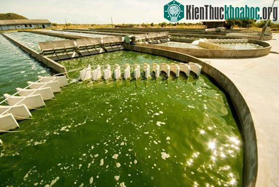Tảo chính là xu hướng thực phẩm trong tương lai gần.