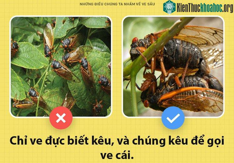 Chỉ có ve đực biết kêu