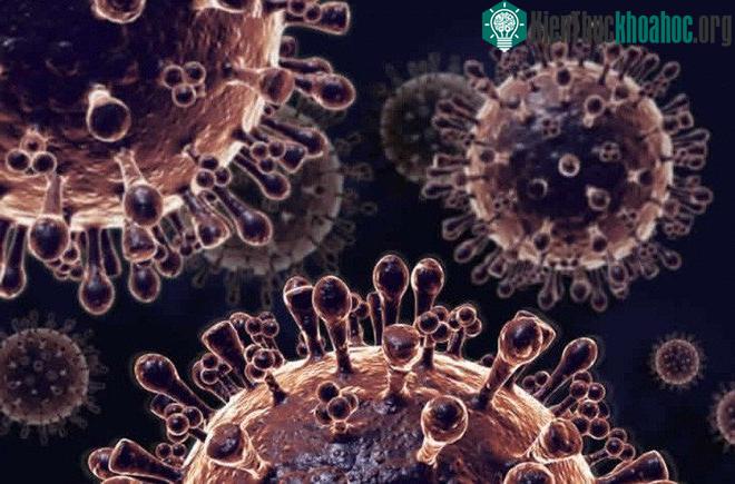 Virus có thể tiến hóa rất nhanh.
