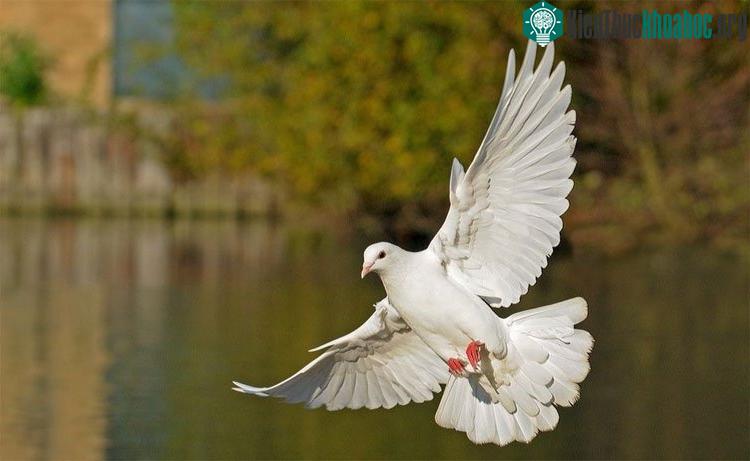 Mắt phải của bồ câu tốt hơn mắt trái.