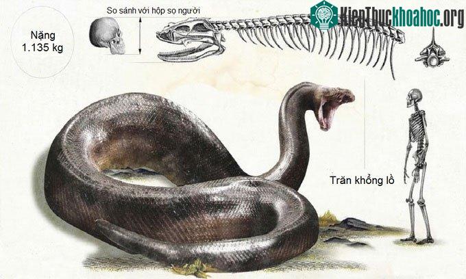 Trăn khổng lồ Titanoboa sống cách đây 58 - 60 triệu năm.