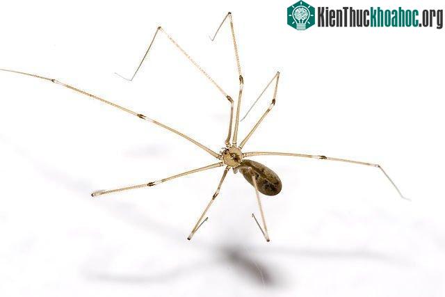 Nhện thuộc họ Pholcidae.