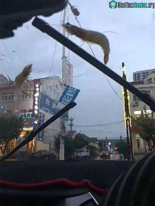 Tôm đang