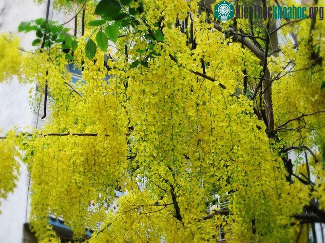 Hoa muồng hoàng yến là quốc hoa của Thái Lan.