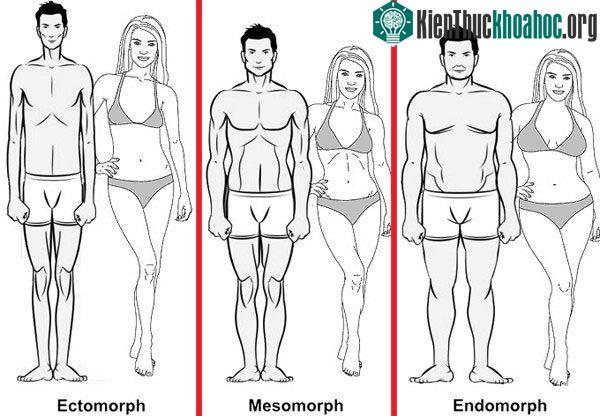 Ectomorph, Mesomorph và Endomorph.