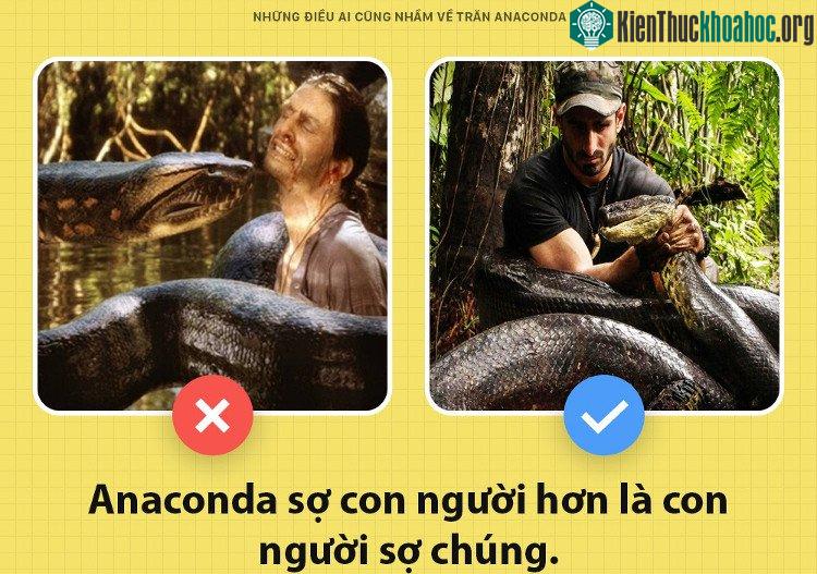 Những điều ai cũng nhầm về trăn Anacoda ảnh 2