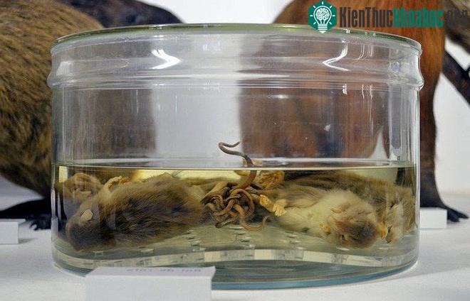 Mẫu vật Rat King - Vua Chuột tại Bảo tàng Lịch sử Tự nhiên ở Nantes.