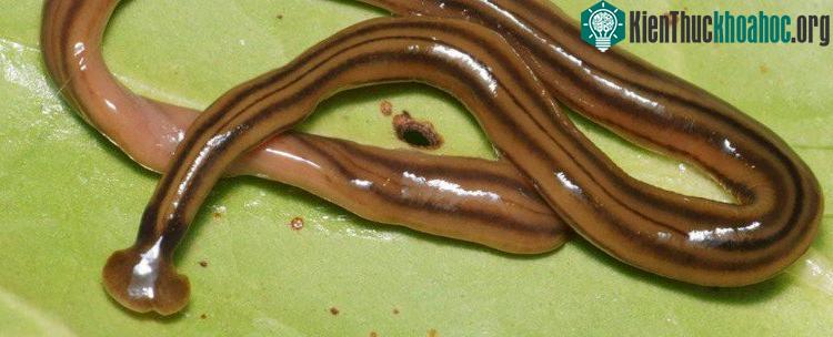 Giun dẹt - đặc biệt là giun đầu búa - vốn là loài săn mồi.