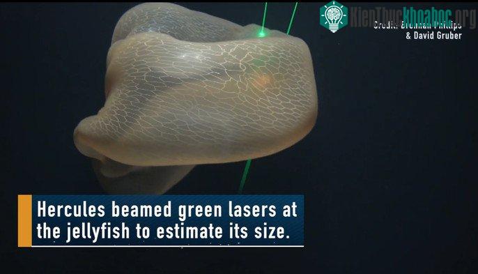 Deepstaria enigmatica được phát hiện lần đầu tiên vào năm 1966.