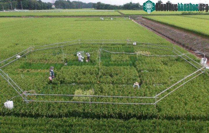 Nồng độ CO 2 tăng cao có thể sẽ tác động tới ít nhất khoảng 600 triệu người dân chủ yếu tại Đông Nam Á
