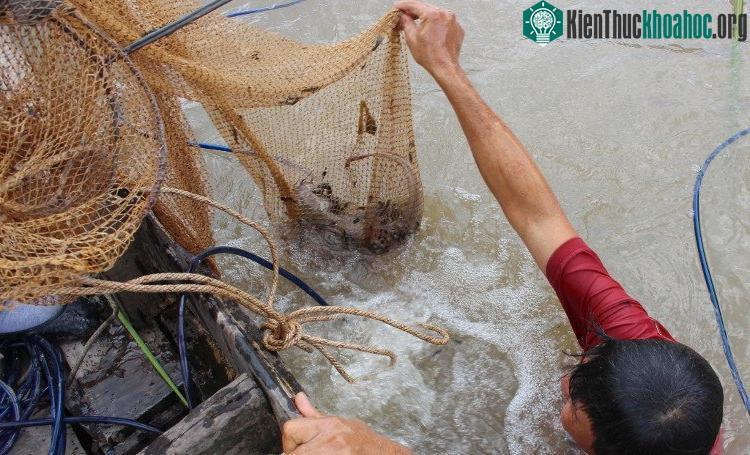 Một con cá ngát nặng khoảng 2kg bị tóm gọn.