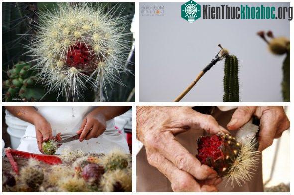 Bên ngoài thanh long Pitaya được phủ một lớp đầy gai nhọn.