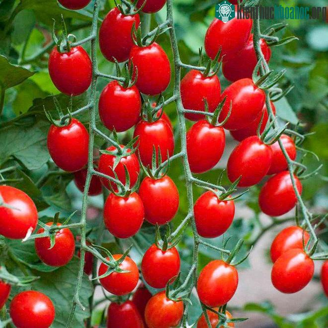 Do vị giác dẫn dắt khiến ta luôn lầm tưởng rằng hoa quả thì ngọt, còn rau củ thì nhiều màu xanh hơn.