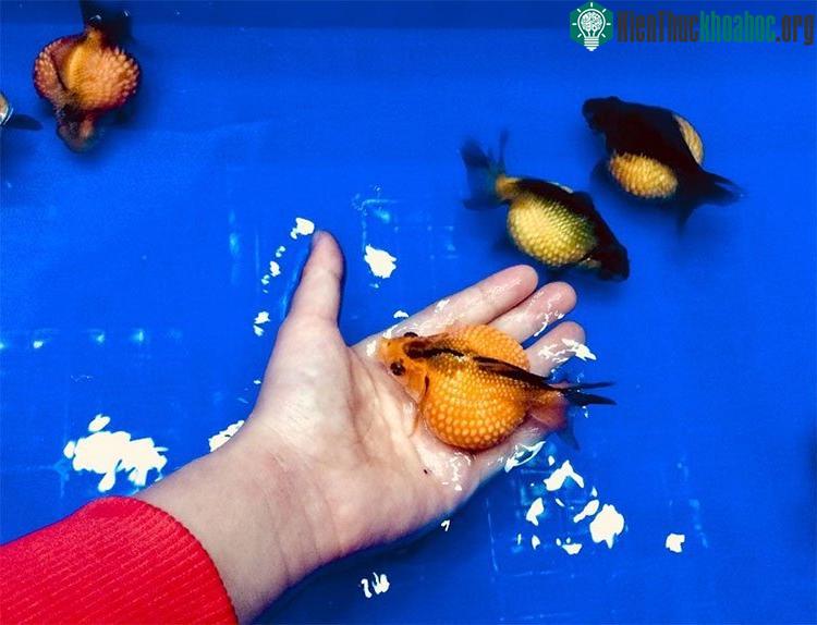 Giống cá này rất thân thiện.