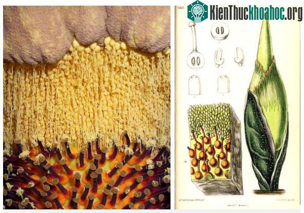 Phân tích sinh học bên trong hoa Amorphophallus Titanum, bạn có thấy phấn hoa cũng khổng lồ luôn không?