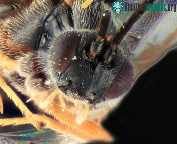 Dolichogenidea xenomorph đẻ trứng lên cơ thể sâu bướm.