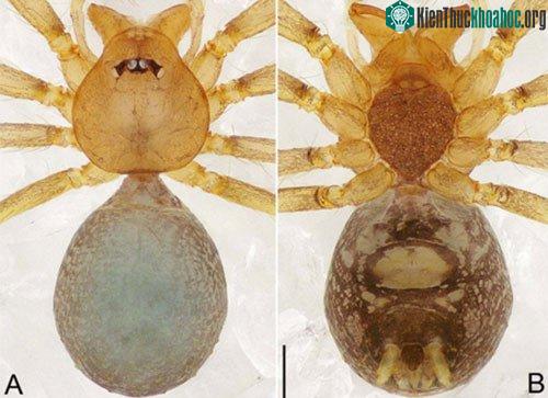 Nhện Pinelema xiezi sp.nov ở động Tiên Sơn, Vườn quốc gia Phong Nha - Kẻ Bàng