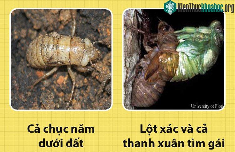 Ve sầu dùng cả chục năm ở dưới đất