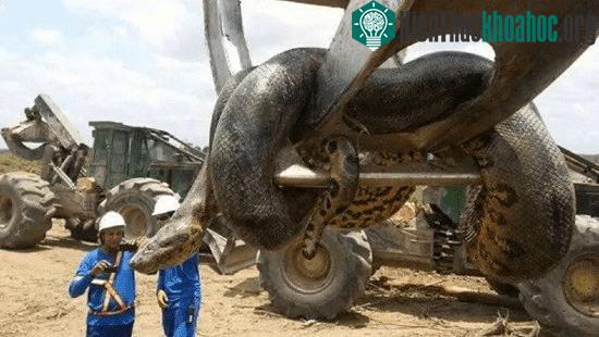 Cụ trăn nhà tôi lớn nhất thế giới nặng tới 500kg các ông ạ.