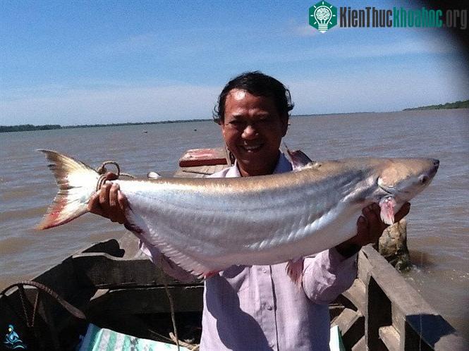 Cá bông lau đuôi vàng, một trong những loài cá đặc sản của sông Vàm Nao.