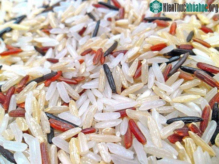 Nếu CO 2 tác động tới chất dinh dưỡng trong gạo, hậu quả sẽ vô cùng khó lường.