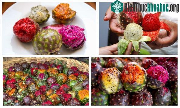 Pitaya là loại trái cây giàu chất xơ, vitamin C, chất chống oxy hóa...