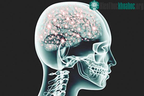 Nấm MM tạo ra siêu kết nối khiến người dùng có ảo giác mạnh.