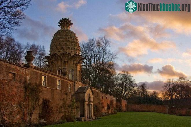 Dunmore Pineapple.