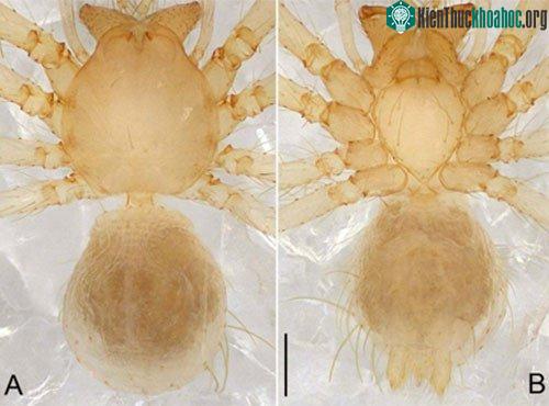 Nhện Pinelema zhenzhuang sp.nov. ở động Thiên Đường