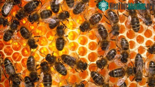 Có đến 371.191.500 con giống ong mật được sinh ra mỗi ngày.