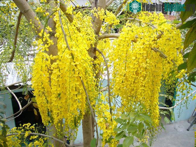 Hoa muồng hoàng yến ưa sáng, nở vào mùa hè và kéo dài 2 - 3 tháng.