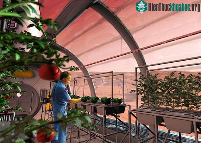 Trồng cây trên sao Hỏa