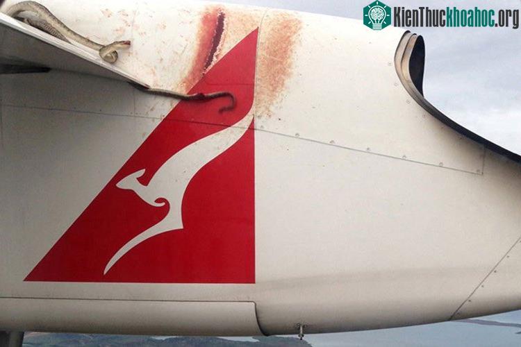 Một con rắn được phát hiện trên cánh của một chiếc máy bay phản lực