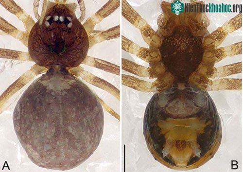 Nhện Pinelema laensis sp.nov. ở hang La, Vườn quốc gia Xuân Sơn, tỉnh Phú Thọ.