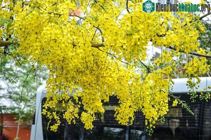 Quả của cây hoa muồng hoàng yến có hình quả đậu, dài 20cm - 60cm