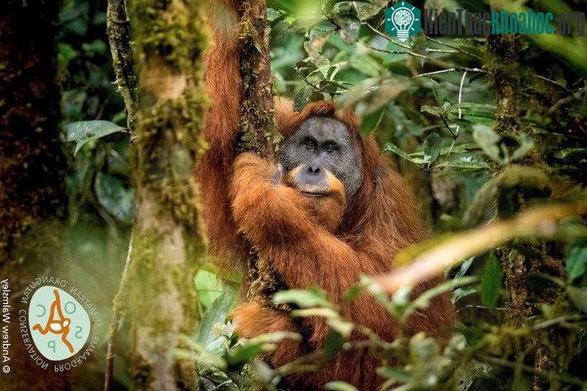 Các nhà khoa học xác nhận đười ươi Pongo tapanuliensis chính là một trong những hậu duệ của loài tinh tinh khổng lồ và cũng đang đứng trước nguy cơ tuyệt chủng nghiêm trọng nhất thế giới. Hiện tại,...