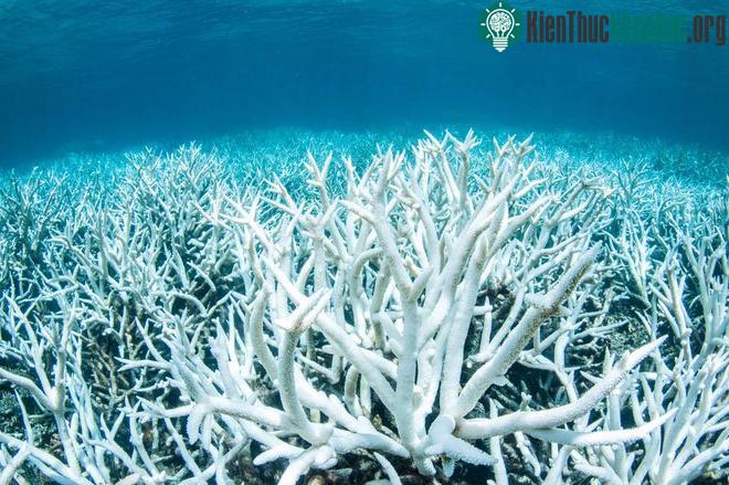 Đoạn san hô bị tẩy trắng tại Great Barrier.