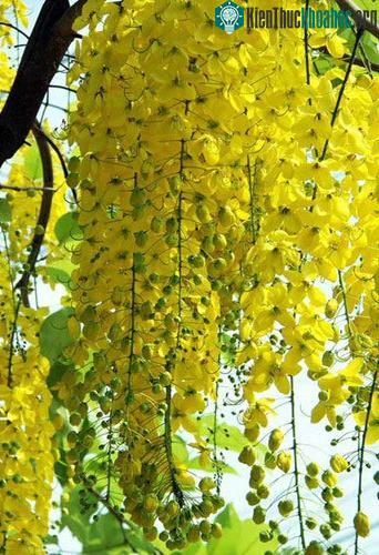 Tất cả các bộ phận của cây hoa muồng hoàng yến đều có tác dụng làm thuốc