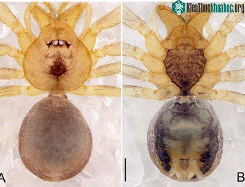 Loài nhện Pinelema tamdaoensis sp.nov. ở Vườn quốc gia Tam Đảo, tỉnh Vĩnh Phúc.