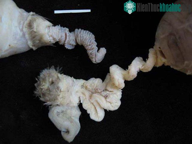 Vòi trứng vịt mái (dưới) và dương vật vịt trống (trên). Ảnh: LiveSciene